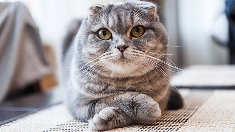 Detail Makanan Kucing Scottish Fold Nomer 4