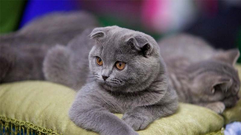 Detail Makanan Kucing Scottish Fold Nomer 30