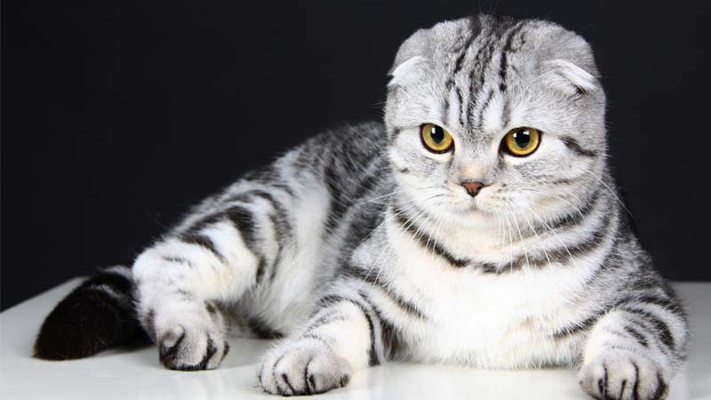 Detail Makanan Kucing Scottish Fold Nomer 33