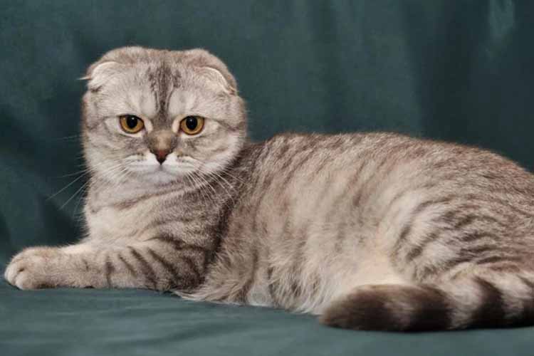 Detail Makanan Kucing Scottish Fold Nomer 34