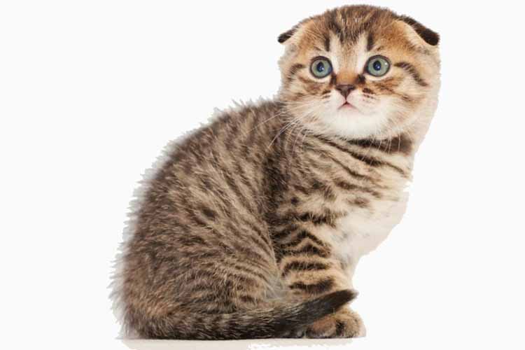 Detail Makanan Kucing Scottish Fold Nomer 35