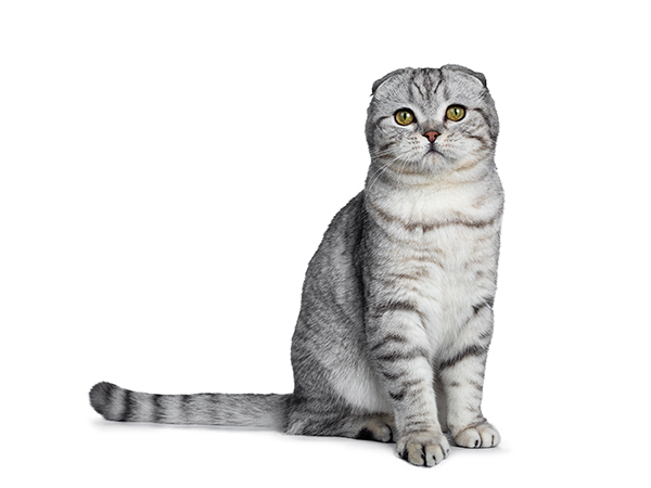 Detail Makanan Kucing Scottish Fold Nomer 44