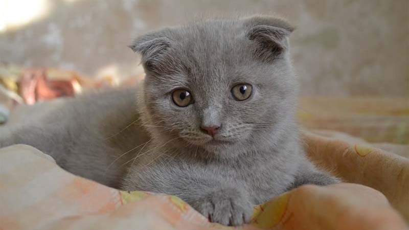 Detail Makanan Kucing Scottish Fold Nomer 48