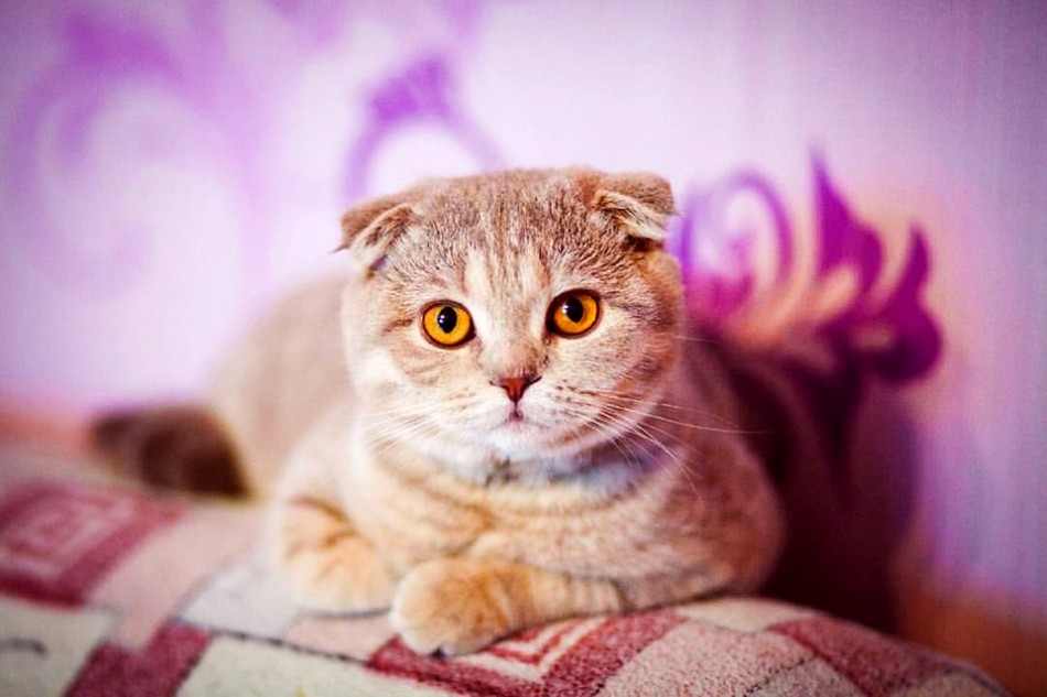 Веселуха кошка