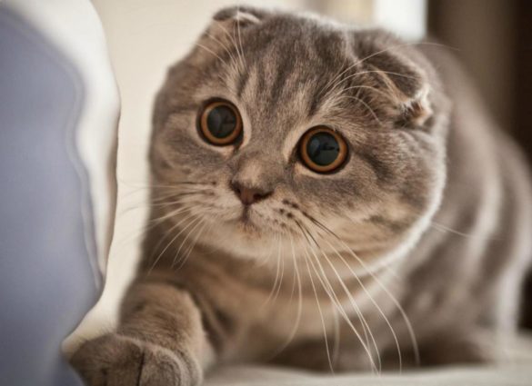 Detail Makanan Kucing Scottish Fold Nomer 7