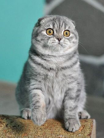 Detail Makanan Kucing Scottish Fold Nomer 9