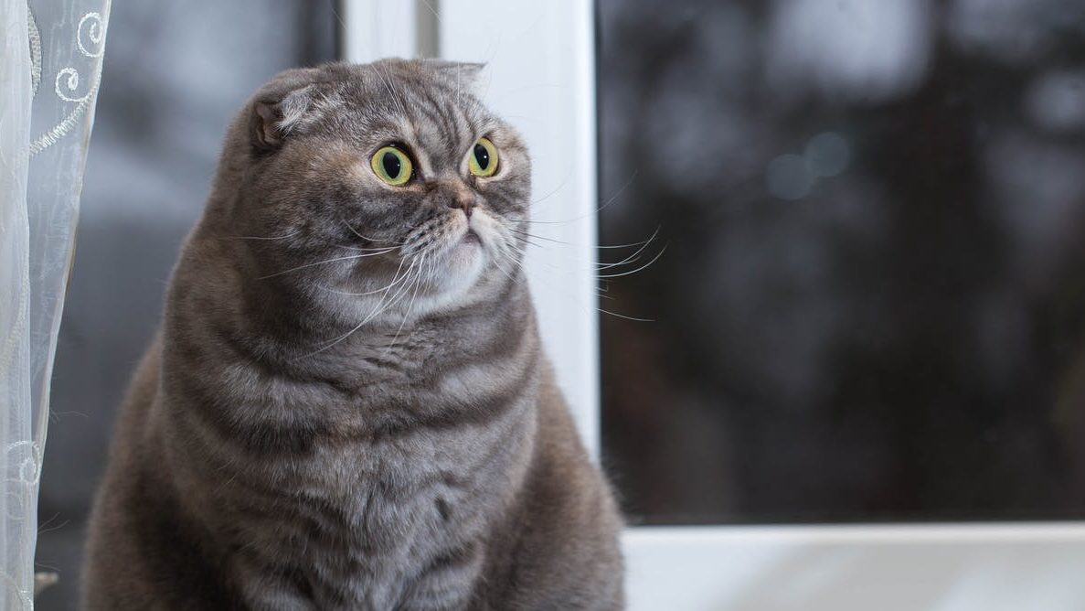 Detail Makanan Kucing Scottish Fold Nomer 10