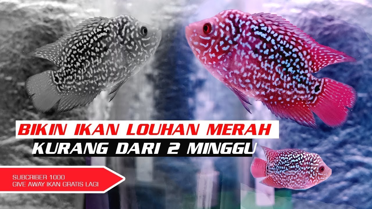 Detail Makanan Louhan Untuk Warna Nomer 11