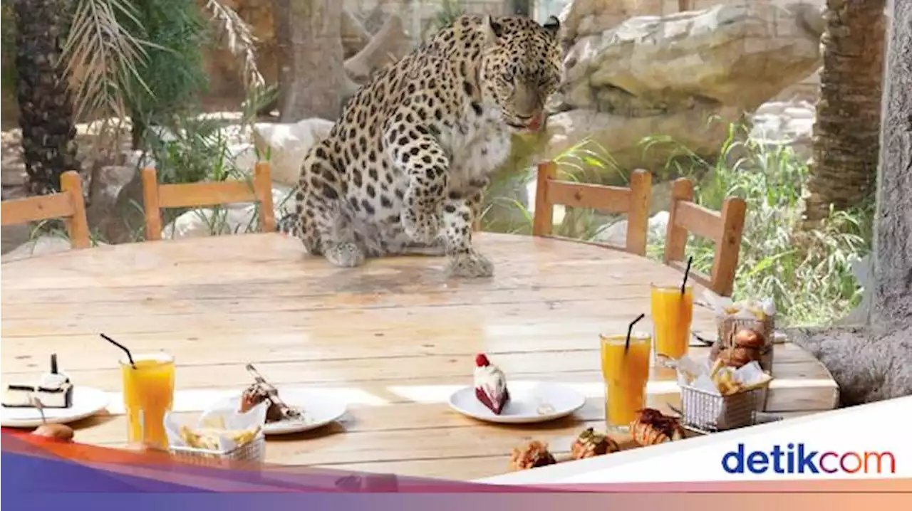 Detail Makanan Macan Tutul Nomer 29