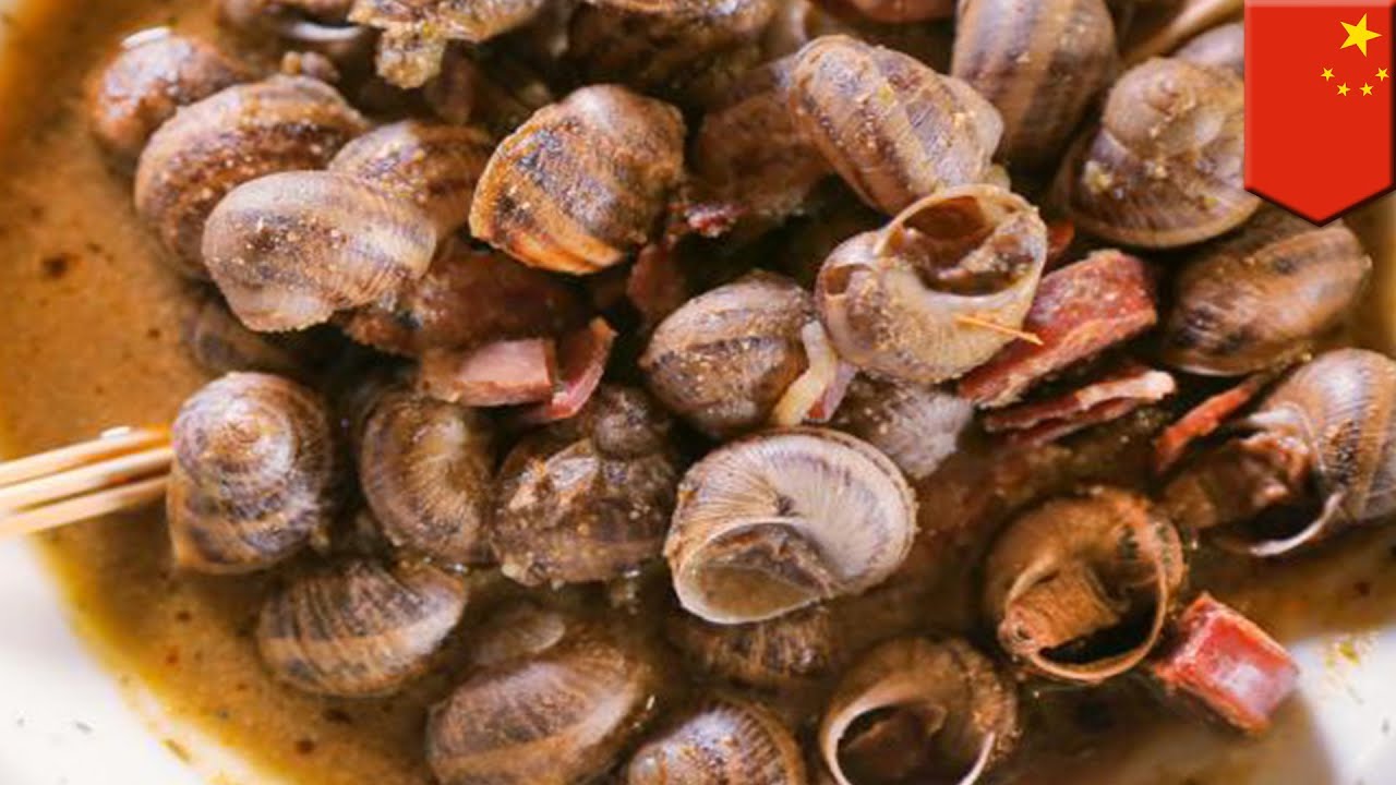 Detail Makanan Siput Laut Nomer 17