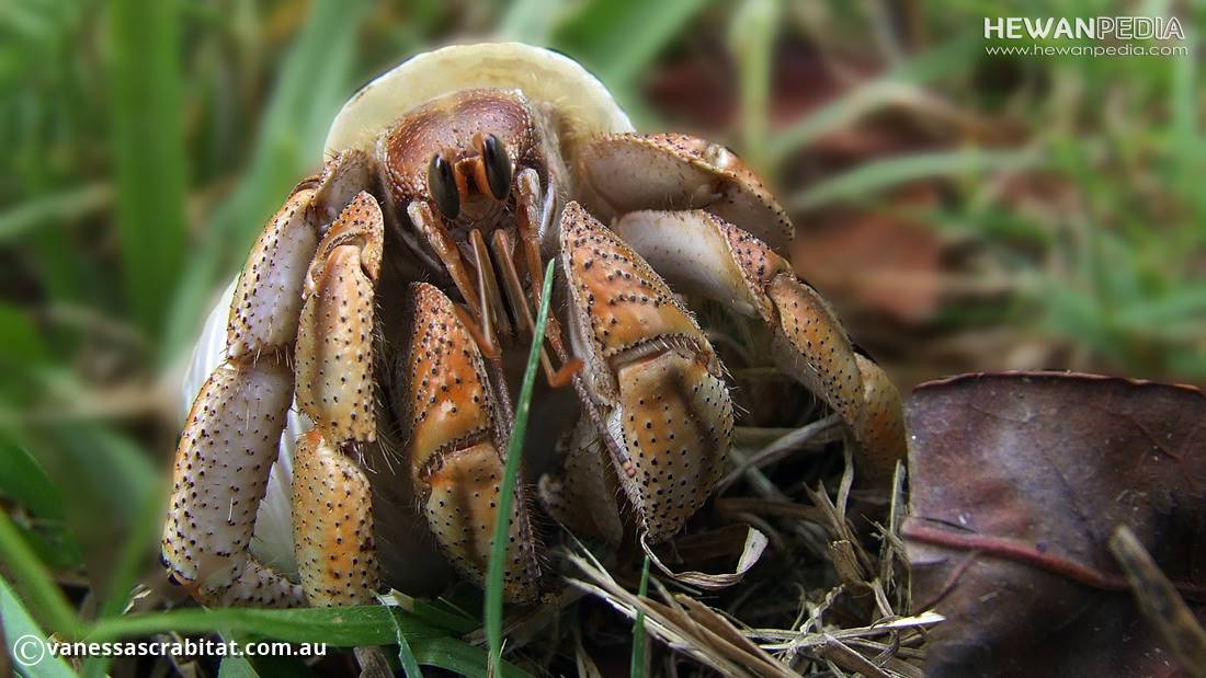 Detail Makanan Siput Laut Nomer 18