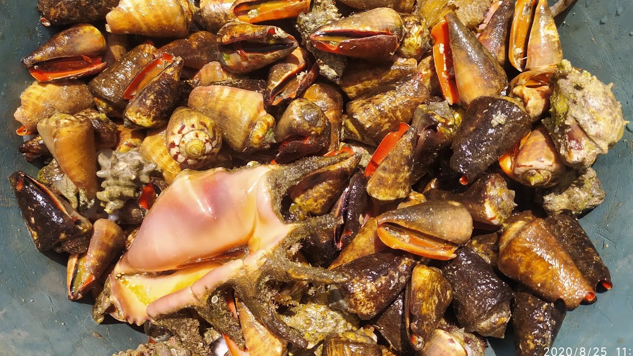 Detail Makanan Siput Laut Nomer 22