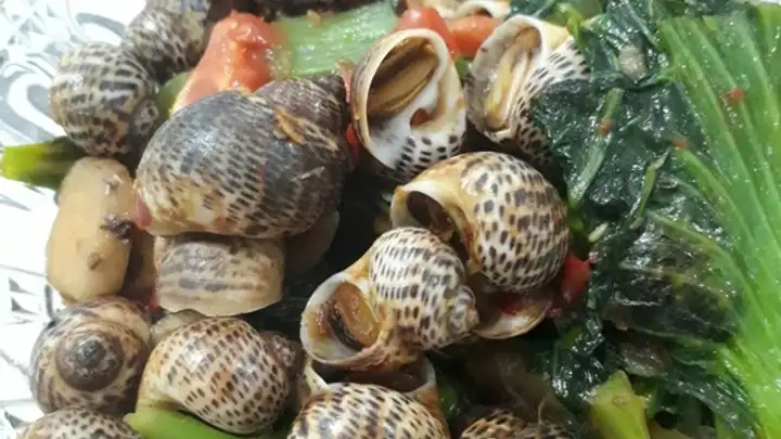 Detail Makanan Siput Laut Nomer 35