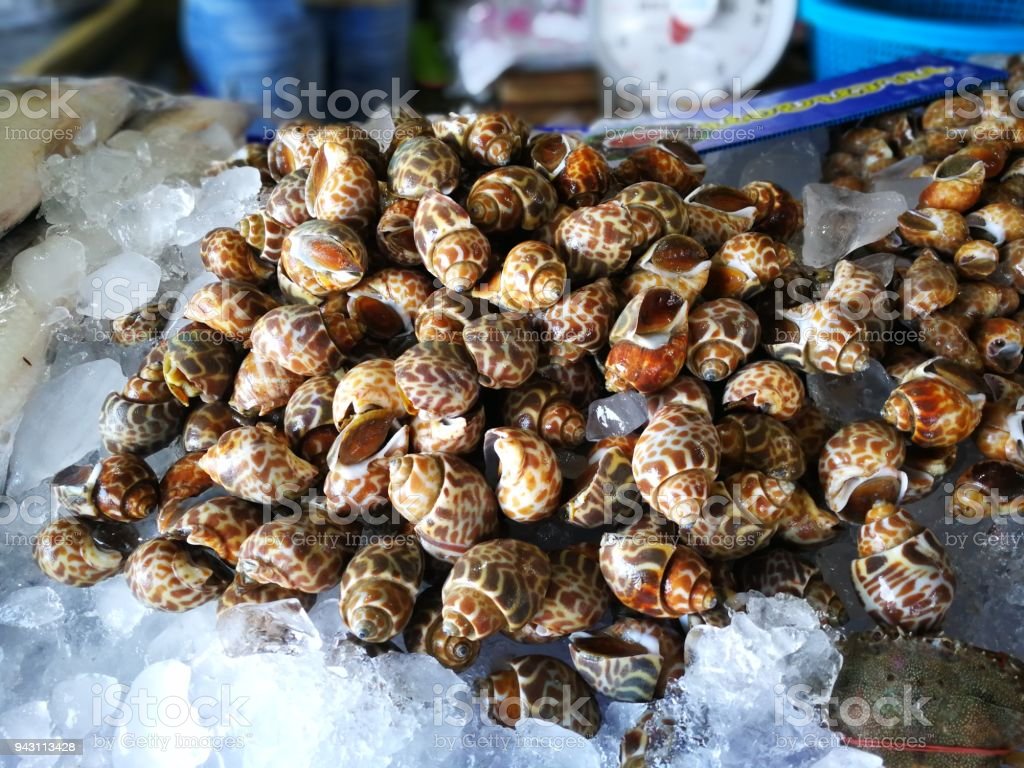 Detail Makanan Siput Laut Nomer 44