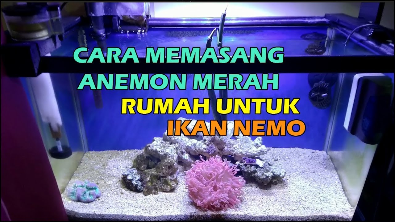 Detail Makanan Terumbu Karang Di Akuarium Nomer 48