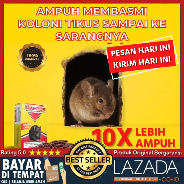 Detail Makanan Tikus Rumah Nomer 20