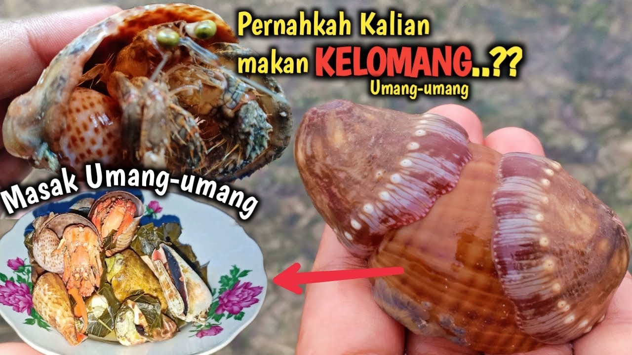 Detail Makanan Umang Umang Nomer 20