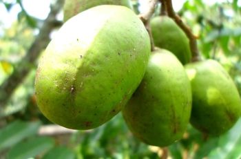 Detail Makanan Yang Rasanya Asam Nomer 24
