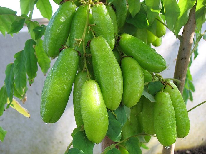 Detail Makanan Yang Rasanya Asam Nomer 33