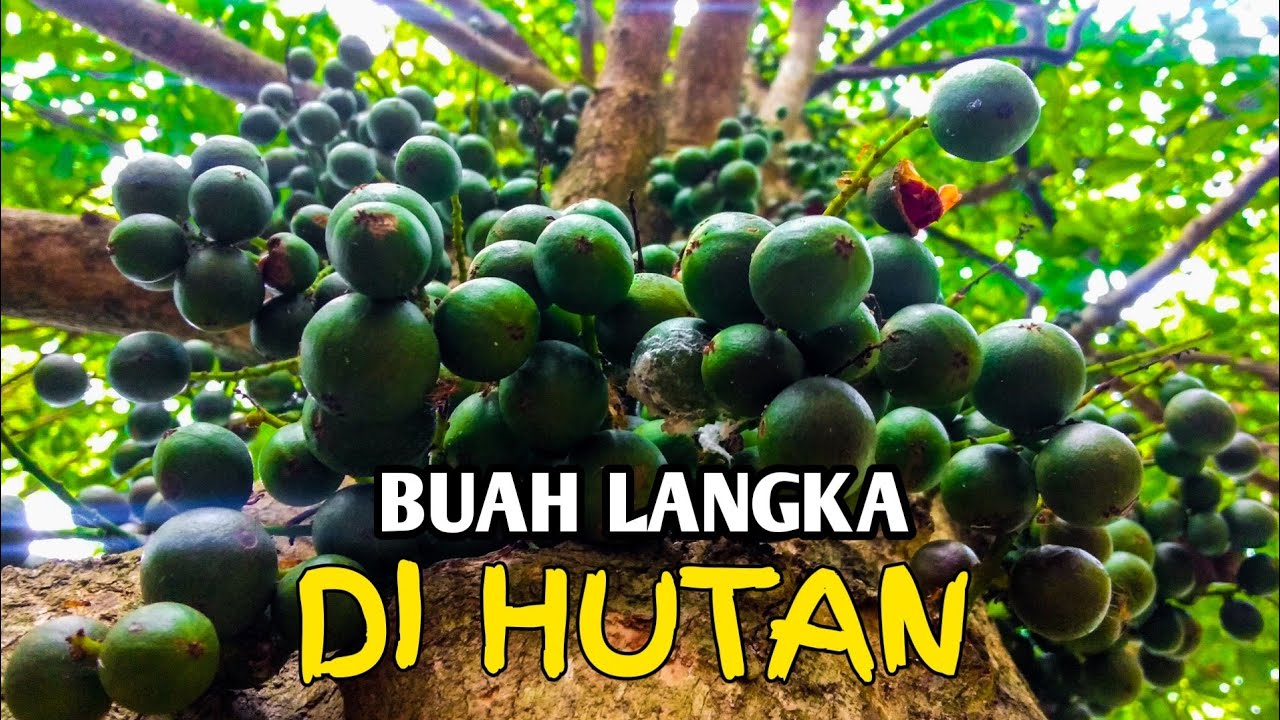 Detail Makanan Yang Rasanya Asam Nomer 35