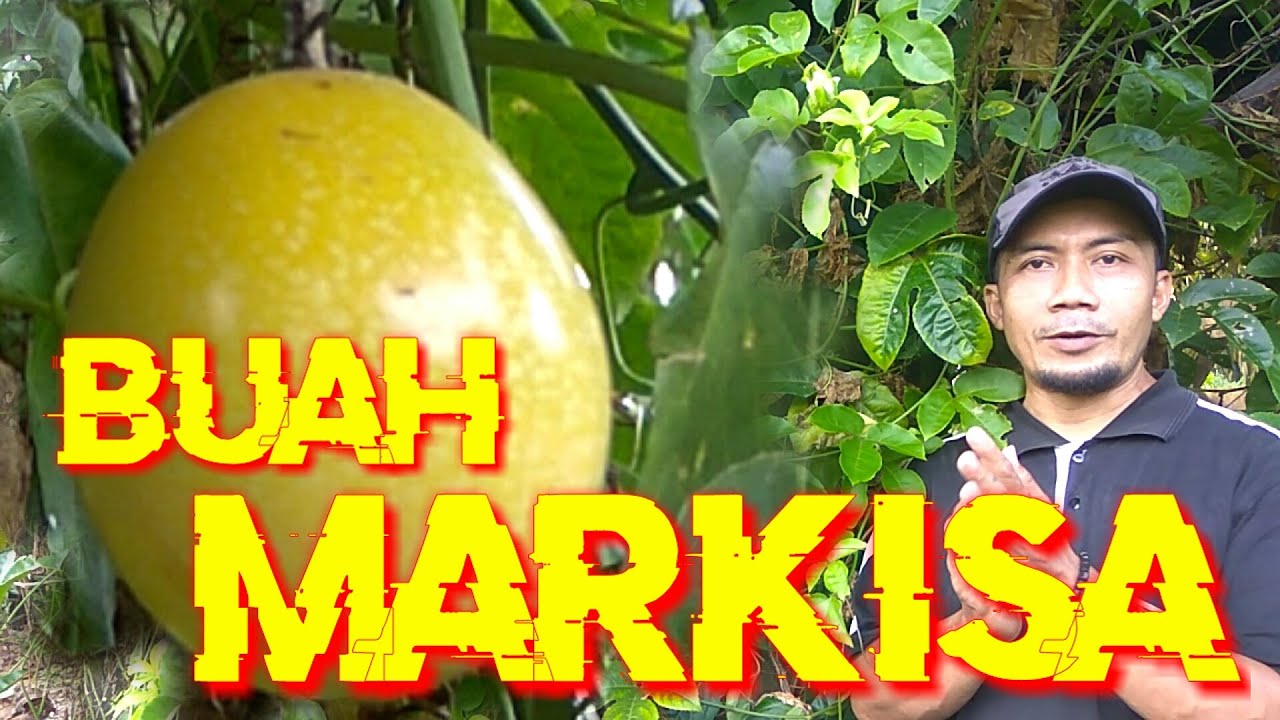 Detail Makanan Yang Rasanya Asam Nomer 45