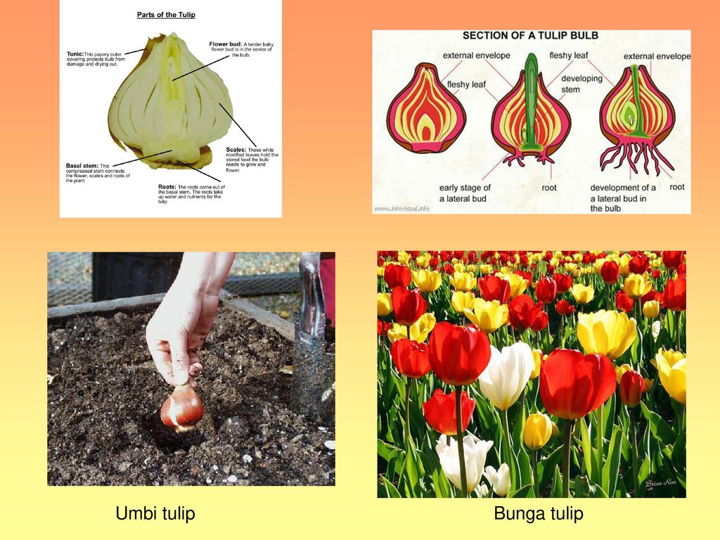 Detail Perkembangbiakan Bunga Tulip Nomer 11