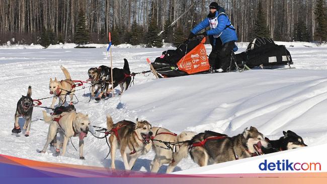 Detail Permainan Balap Anjing Nomer 39