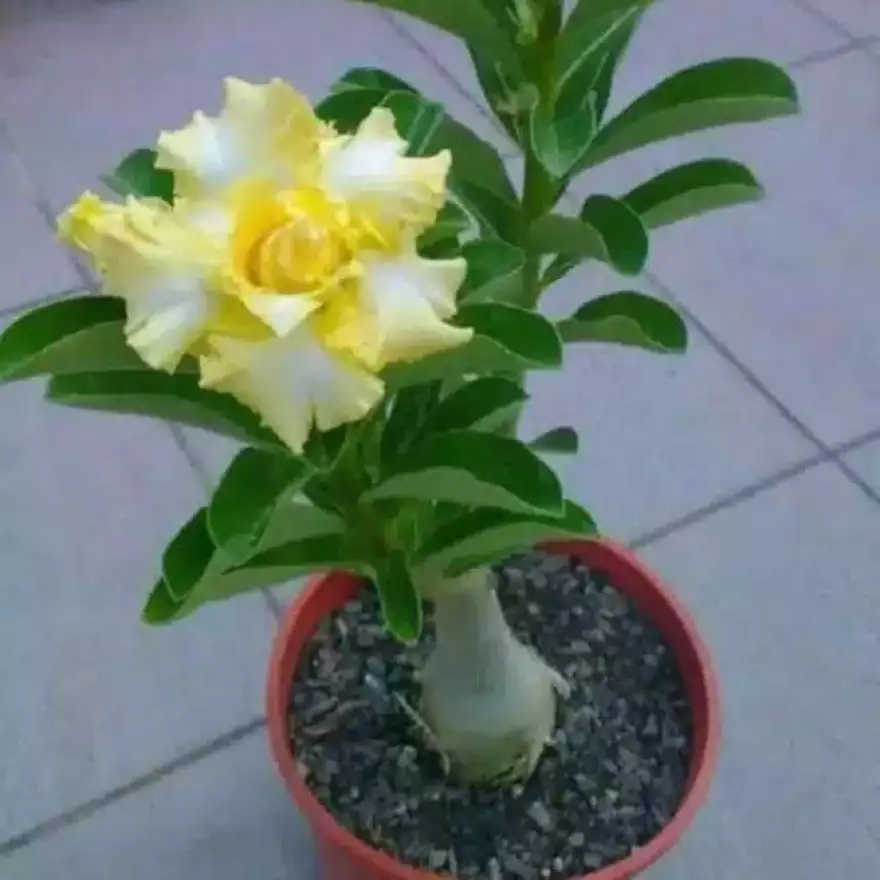 Detail Permainan Bunga Romansa Nomer 25