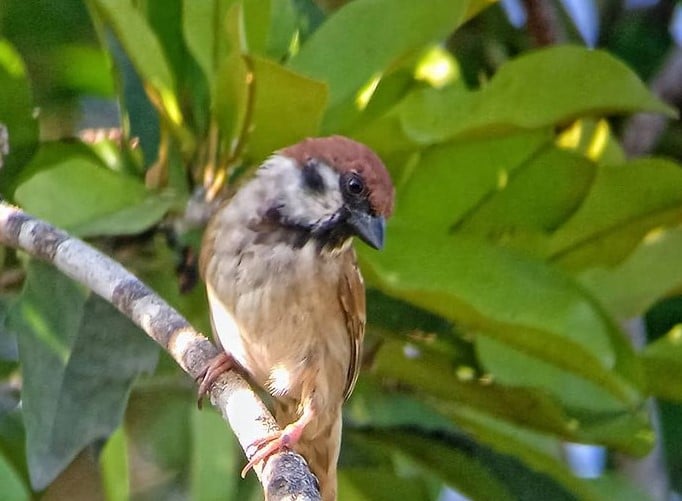 Detail Makna Burung Gereja Masuk Rumah Nomer 12