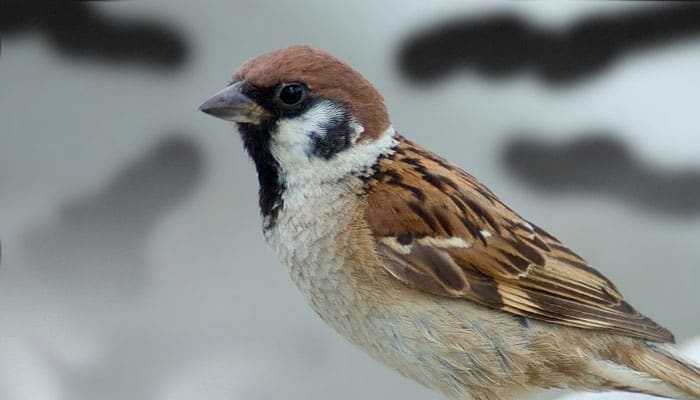 Detail Makna Burung Gereja Masuk Rumah Nomer 16