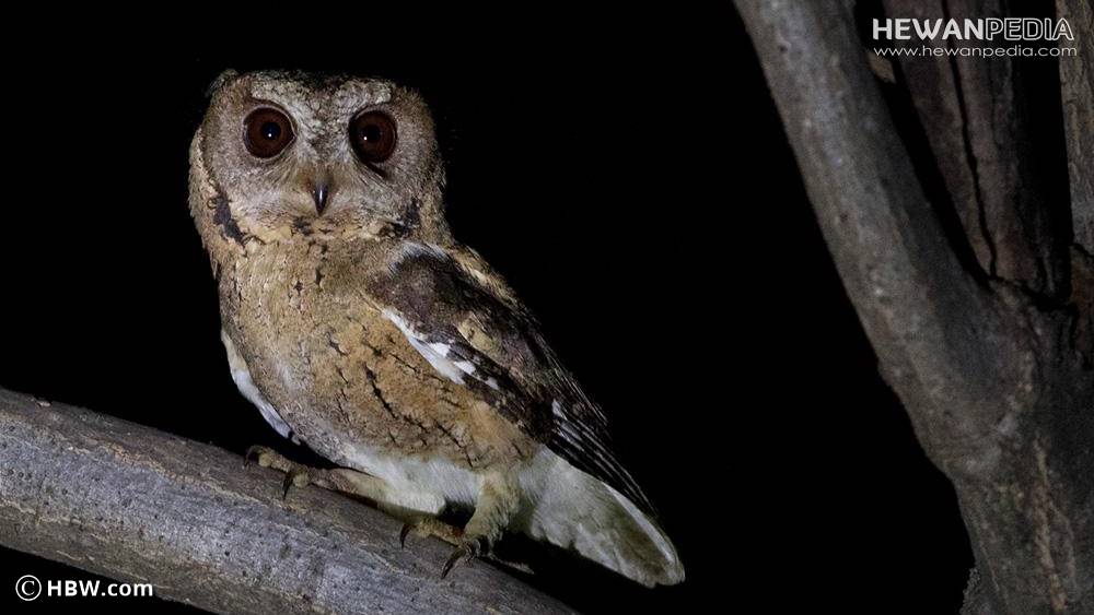 Detail Makna Burung Gereja Masuk Rumah Nomer 43