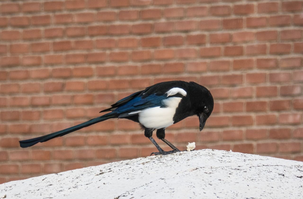 Detail Makna Burung Gereja Masuk Rumah Nomer 45