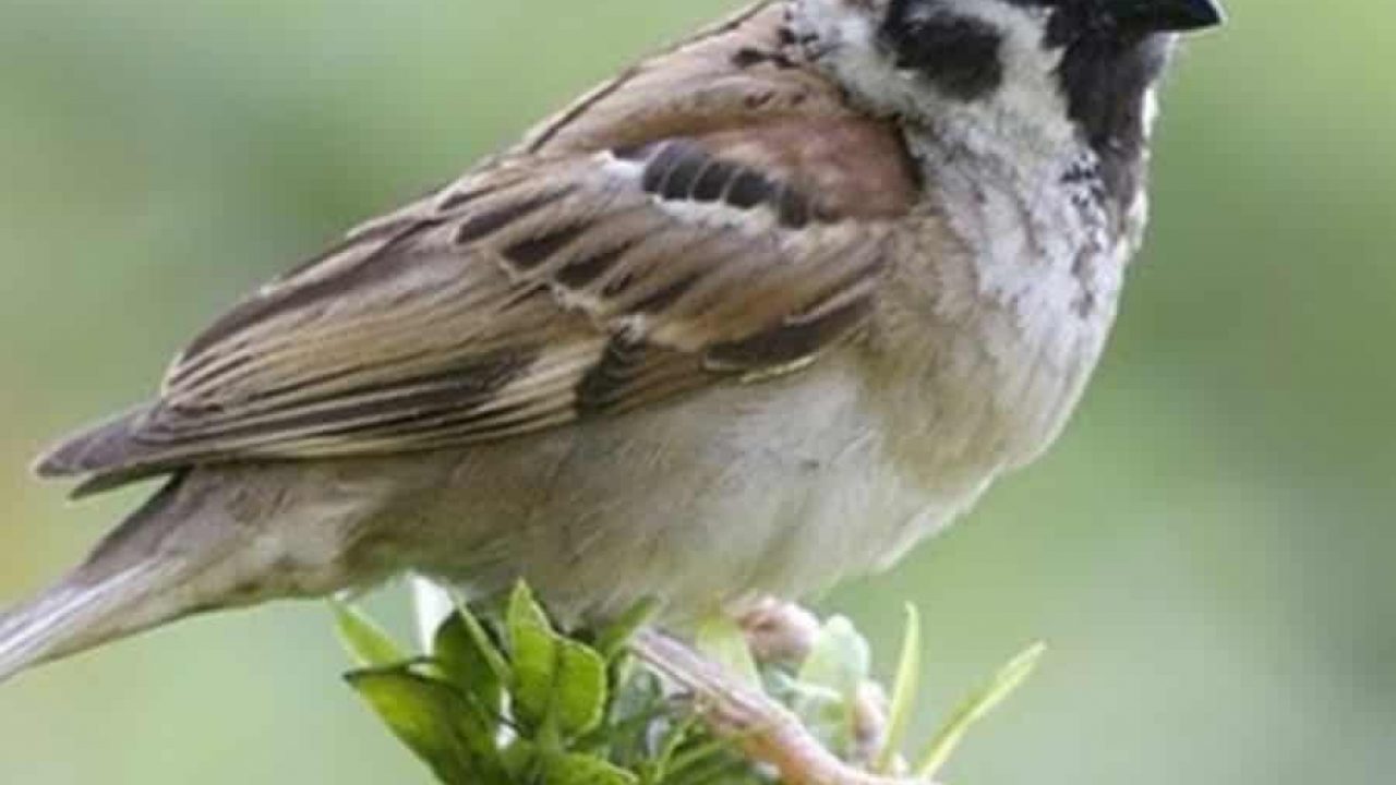 Detail Makna Burung Gereja Masuk Rumah Nomer 7