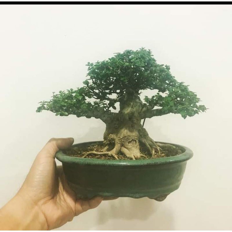 Mame Bonsai Serut - KibrisPDR