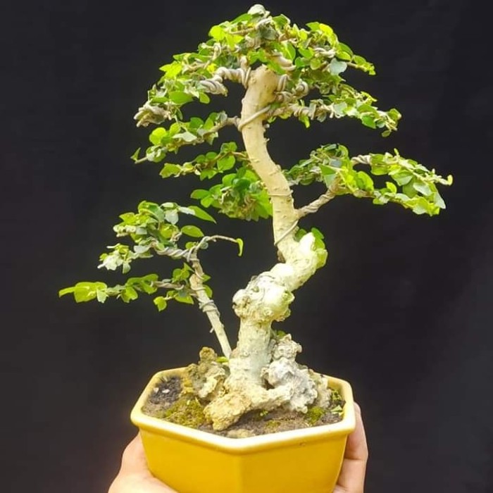 Detail Mame Bonsai Serut Nomer 2