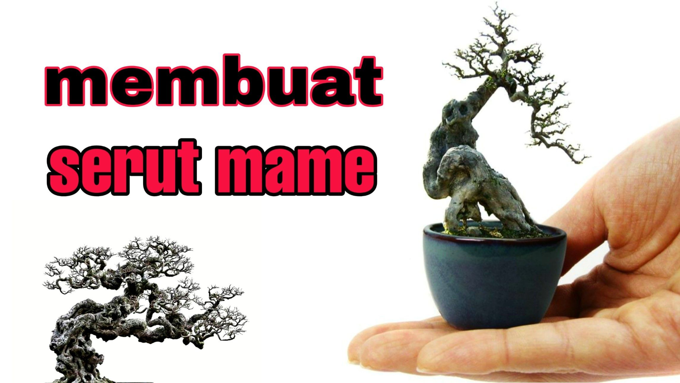 Detail Mame Bonsai Serut Nomer 12