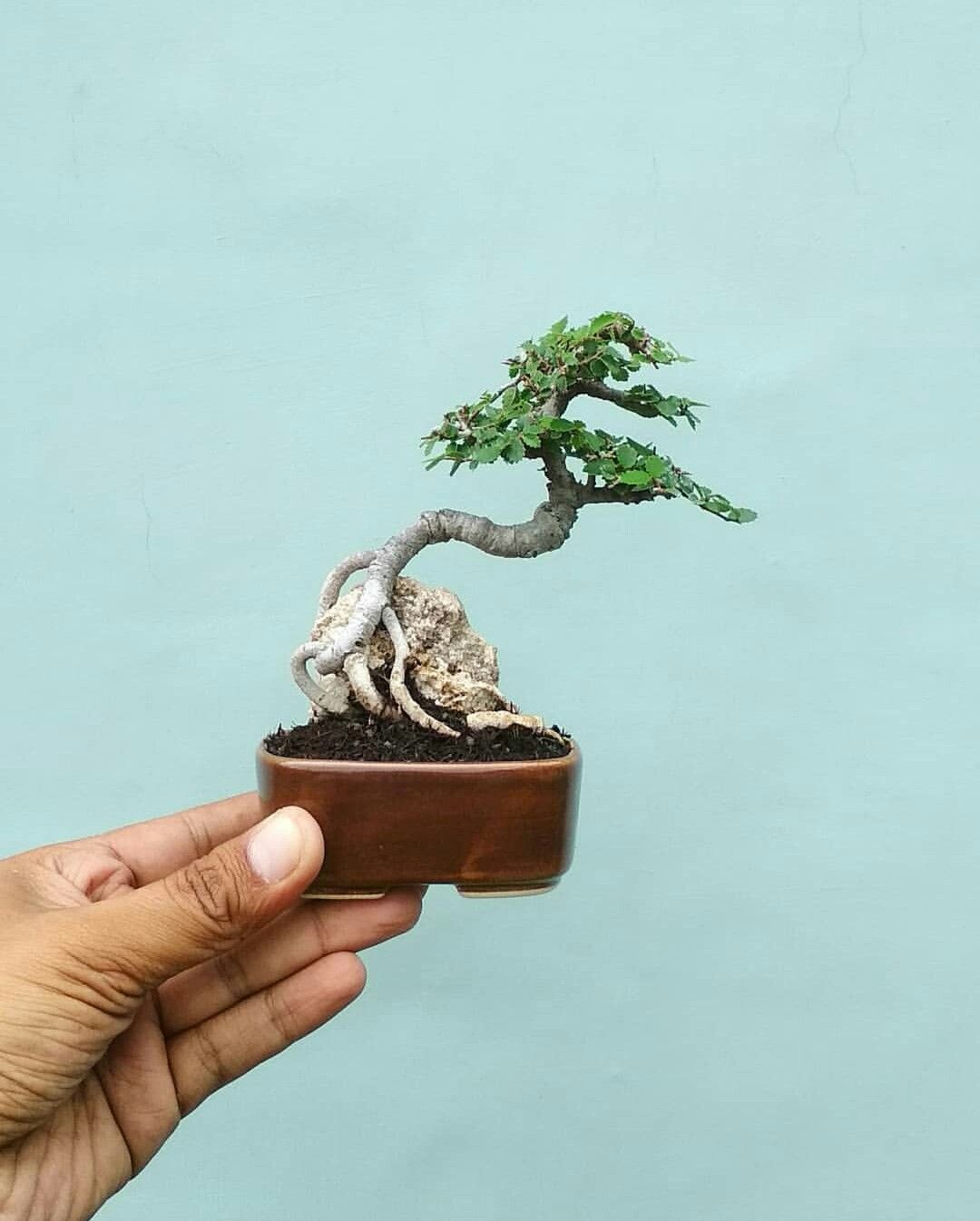 Detail Mame Bonsai Serut Nomer 13