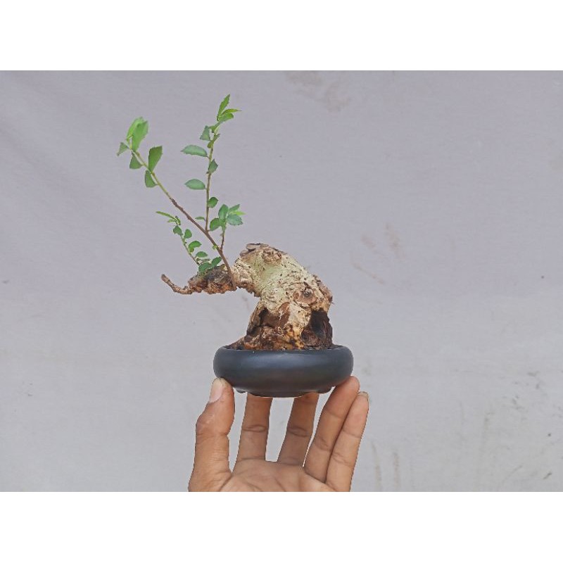 Detail Mame Bonsai Serut Nomer 16