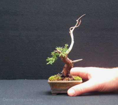 Detail Mame Bonsai Serut Nomer 17