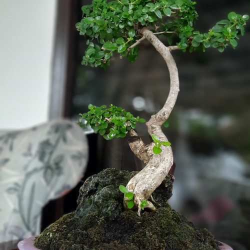 Detail Mame Bonsai Serut Nomer 18