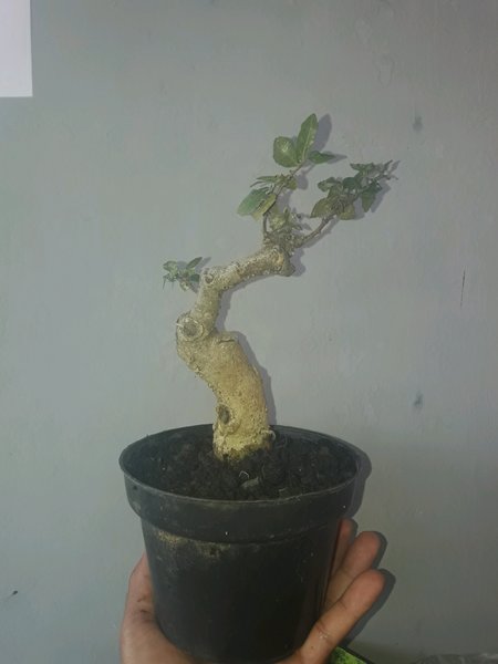 Detail Mame Bonsai Serut Nomer 20