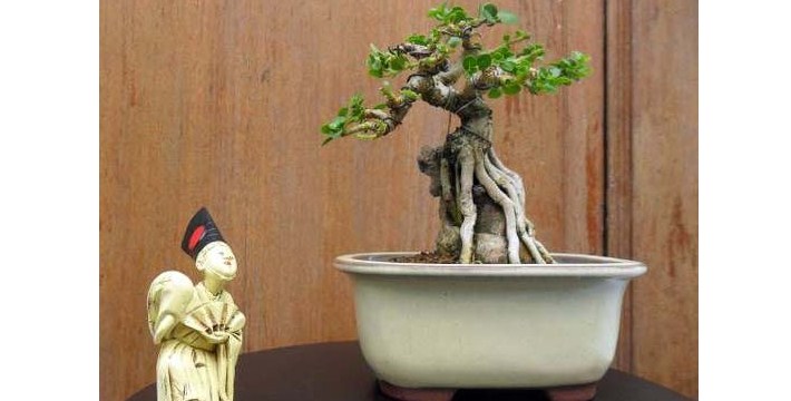 Detail Mame Bonsai Serut Nomer 29