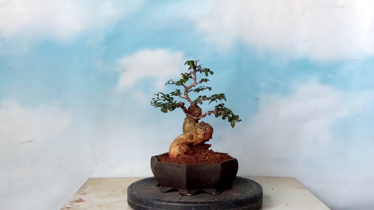 Detail Mame Bonsai Serut Nomer 30