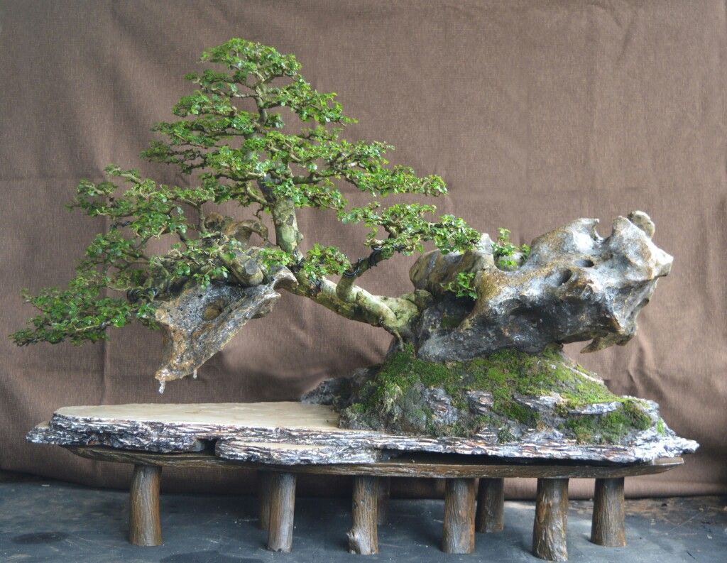 Detail Mame Bonsai Serut Nomer 31