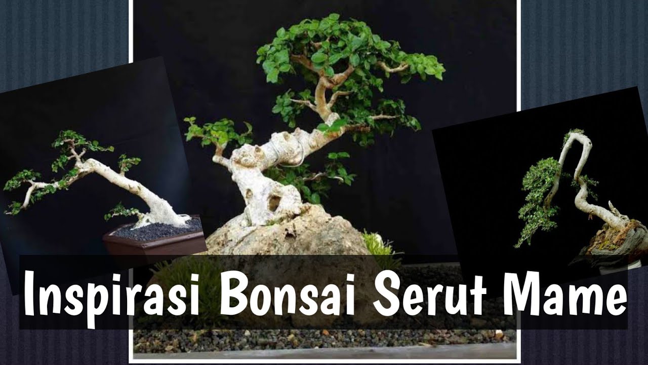 Detail Mame Bonsai Serut Nomer 32