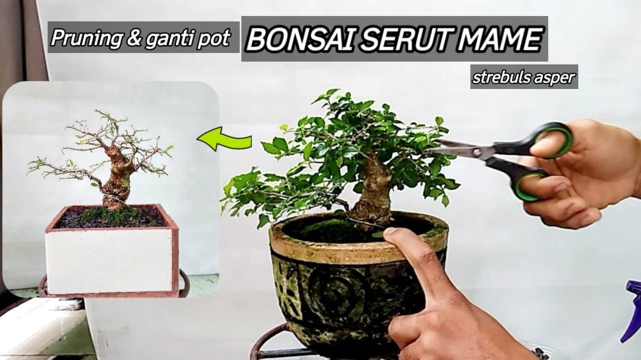 Detail Mame Bonsai Serut Nomer 33