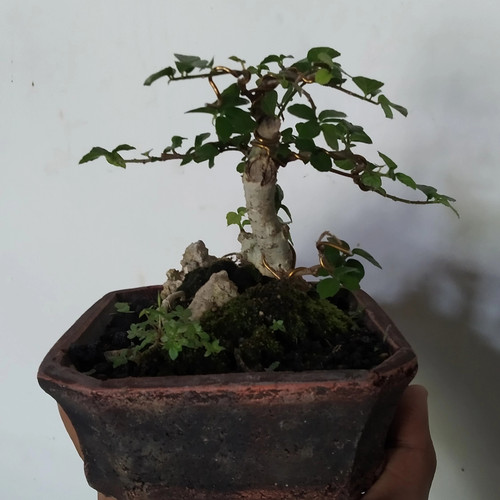 Detail Mame Bonsai Serut Nomer 35