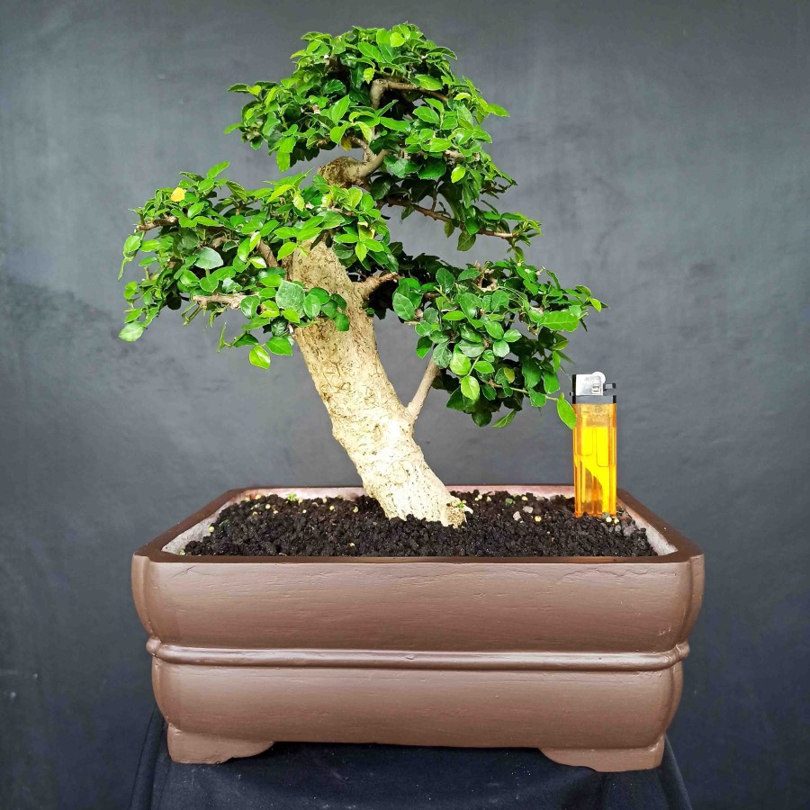 Detail Mame Bonsai Serut Nomer 36