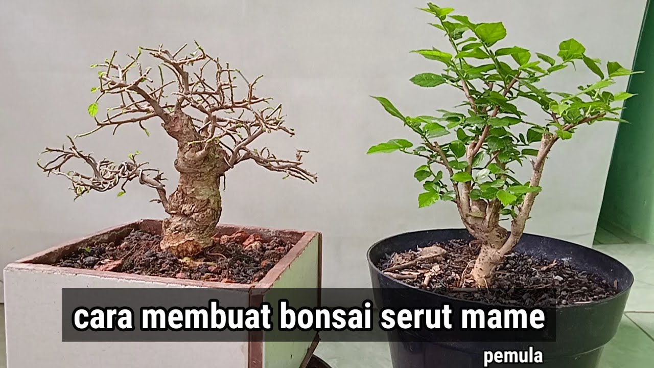 Detail Mame Bonsai Serut Nomer 38