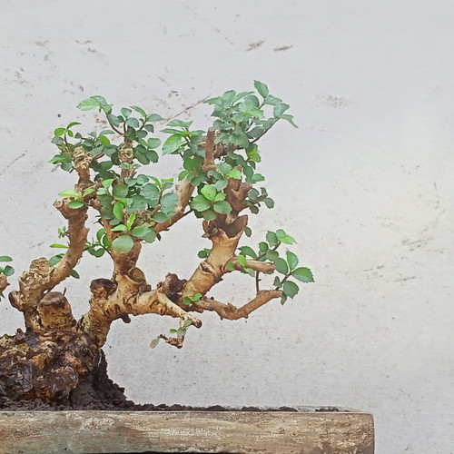 Detail Mame Bonsai Serut Nomer 40